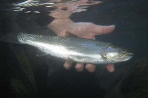 Wild coastal cutthroat trout being released.