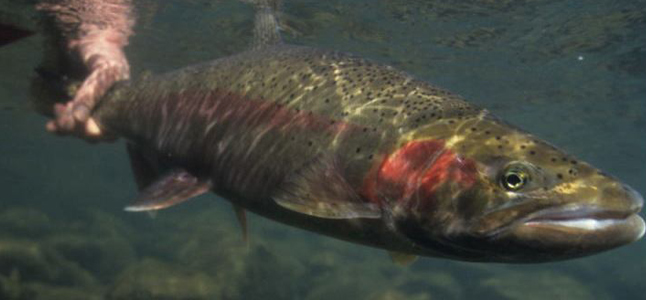 Wild steelhead release